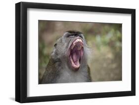 Long-Tailed Macaque (Macaca Fascicularis), Bako National Park, Sarawak, Borneo, Malaysia-Michael Nolan-Framed Premium Photographic Print