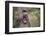 Long-Tailed Macaque (Macaca Fascicularis), Bako National Park, Sarawak, Borneo, Malaysia-Michael Nolan-Framed Premium Photographic Print