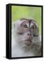 Long-Tailed Macaque (Macaca Fascicularis), Bako National Park, Sarawak, Borneo, Malaysia-Michael Nolan-Framed Stretched Canvas