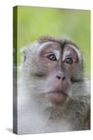 Long-Tailed Macaque (Macaca Fascicularis), Bako National Park, Sarawak, Borneo, Malaysia-Michael Nolan-Stretched Canvas