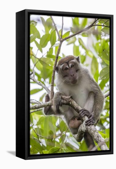 Long-Tailed Macaque (Macaca Fascicularis), Bako National Park, Sarawak, Borneo, Malaysia-Michael Nolan-Framed Stretched Canvas