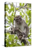 Long-Tailed Macaque (Macaca Fascicularis), Bako National Park, Sarawak, Borneo, Malaysia-Michael Nolan-Stretched Canvas