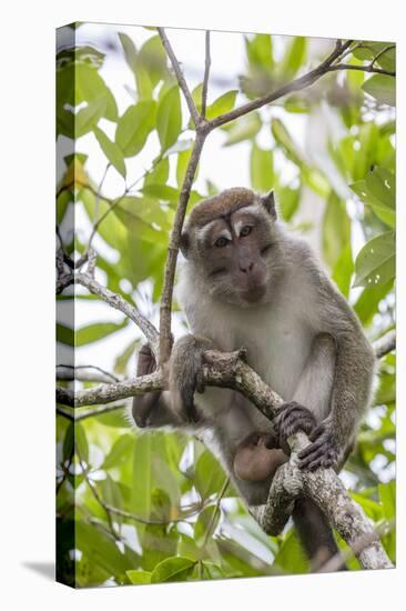 Long-Tailed Macaque (Macaca Fascicularis), Bako National Park, Sarawak, Borneo, Malaysia-Michael Nolan-Stretched Canvas