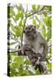 Long-Tailed Macaque (Macaca Fascicularis), Bako National Park, Sarawak, Borneo, Malaysia-Michael Nolan-Stretched Canvas