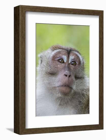 Long-Tailed Macaque (Macaca Fascicularis), Bako National Park, Sarawak, Borneo, Malaysia-Michael Nolan-Framed Photographic Print