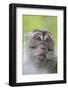 Long-Tailed Macaque (Macaca Fascicularis), Bako National Park, Sarawak, Borneo, Malaysia-Michael Nolan-Framed Photographic Print