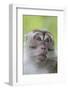 Long-Tailed Macaque (Macaca Fascicularis), Bako National Park, Sarawak, Borneo, Malaysia-Michael Nolan-Framed Photographic Print