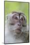 Long-Tailed Macaque (Macaca Fascicularis), Bako National Park, Sarawak, Borneo, Malaysia-Michael Nolan-Mounted Photographic Print