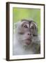 Long-Tailed Macaque (Macaca Fascicularis), Bako National Park, Sarawak, Borneo, Malaysia-Michael Nolan-Framed Photographic Print