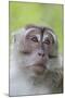 Long-Tailed Macaque (Macaca Fascicularis), Bako National Park, Sarawak, Borneo, Malaysia-Michael Nolan-Mounted Photographic Print