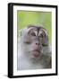 Long-Tailed Macaque (Macaca Fascicularis), Bako National Park, Sarawak, Borneo, Malaysia-Michael Nolan-Framed Photographic Print