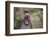 Long-Tailed Macaque (Macaca Fascicularis), Bako National Park, Sarawak, Borneo, Malaysia-Michael Nolan-Framed Photographic Print