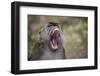 Long-Tailed Macaque (Macaca Fascicularis), Bako National Park, Sarawak, Borneo, Malaysia-Michael Nolan-Framed Photographic Print