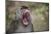 Long-Tailed Macaque (Macaca Fascicularis), Bako National Park, Sarawak, Borneo, Malaysia-Michael Nolan-Mounted Photographic Print