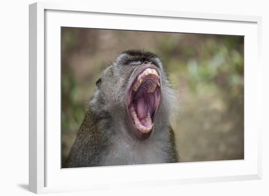 Long-Tailed Macaque (Macaca Fascicularis), Bako National Park, Sarawak, Borneo, Malaysia-Michael Nolan-Framed Photographic Print