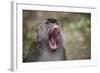 Long-Tailed Macaque (Macaca Fascicularis), Bako National Park, Sarawak, Borneo, Malaysia-Michael Nolan-Framed Photographic Print