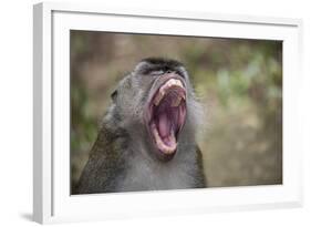 Long-Tailed Macaque (Macaca Fascicularis), Bako National Park, Sarawak, Borneo, Malaysia-Michael Nolan-Framed Photographic Print