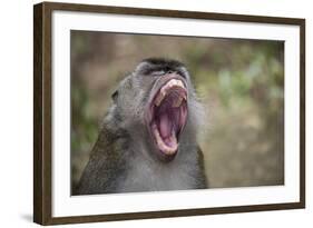 Long-Tailed Macaque (Macaca Fascicularis), Bako National Park, Sarawak, Borneo, Malaysia-Michael Nolan-Framed Photographic Print