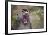 Long-Tailed Macaque (Macaca Fascicularis), Bako National Park, Sarawak, Borneo, Malaysia-Michael Nolan-Framed Photographic Print