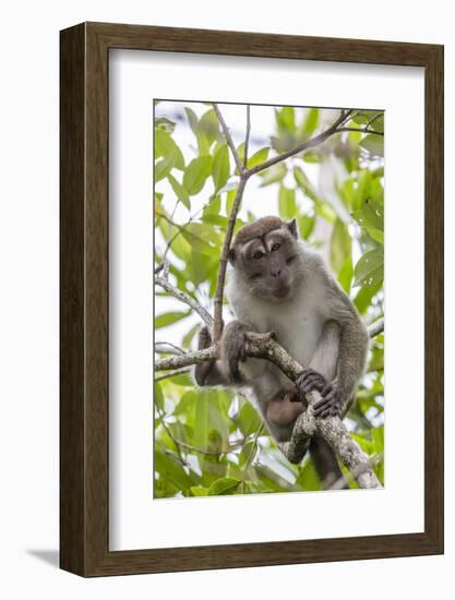 Long-Tailed Macaque (Macaca Fascicularis), Bako National Park, Sarawak, Borneo, Malaysia-Michael Nolan-Framed Photographic Print