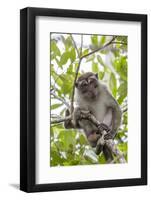 Long-Tailed Macaque (Macaca Fascicularis), Bako National Park, Sarawak, Borneo, Malaysia-Michael Nolan-Framed Photographic Print