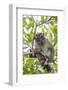 Long-Tailed Macaque (Macaca Fascicularis), Bako National Park, Sarawak, Borneo, Malaysia-Michael Nolan-Framed Photographic Print