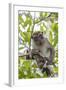 Long-Tailed Macaque (Macaca Fascicularis), Bako National Park, Sarawak, Borneo, Malaysia-Michael Nolan-Framed Photographic Print