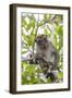 Long-Tailed Macaque (Macaca Fascicularis), Bako National Park, Sarawak, Borneo, Malaysia-Michael Nolan-Framed Photographic Print