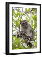 Long-Tailed Macaque (Macaca Fascicularis), Bako National Park, Sarawak, Borneo, Malaysia-Michael Nolan-Framed Photographic Print