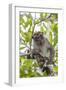 Long-Tailed Macaque (Macaca Fascicularis), Bako National Park, Sarawak, Borneo, Malaysia-Michael Nolan-Framed Photographic Print