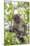 Long-Tailed Macaque (Macaca Fascicularis), Bako National Park, Sarawak, Borneo, Malaysia-Michael Nolan-Mounted Photographic Print