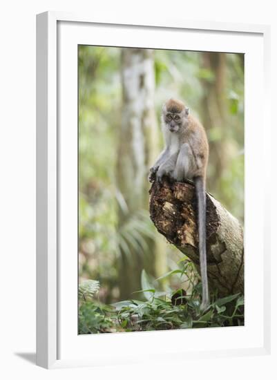 Long Tailed Macaque (Macaca Fascicularis) in the Jungle at Bukit Lawang-Matthew Williams-Ellis-Framed Photographic Print