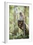 Long Tailed Macaque (Macaca Fascicularis) in the Jungle at Bukit Lawang-Matthew Williams-Ellis-Framed Photographic Print