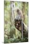 Long Tailed Macaque (Macaca Fascicularis) in the Jungle at Bukit Lawang-Matthew Williams-Ellis-Mounted Photographic Print