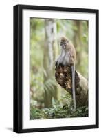 Long Tailed Macaque (Macaca Fascicularis) in the Jungle at Bukit Lawang-Matthew Williams-Ellis-Framed Premium Photographic Print