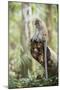 Long Tailed Macaque (Macaca Fascicularis) in the Jungle at Bukit Lawang-Matthew Williams-Ellis-Mounted Premium Photographic Print