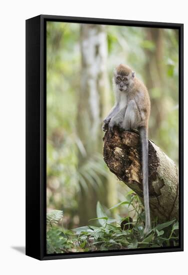 Long Tailed Macaque (Macaca Fascicularis) in the Jungle at Bukit Lawang-Matthew Williams-Ellis-Framed Stretched Canvas