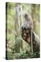 Long Tailed Macaque (Macaca Fascicularis) in the Jungle at Bukit Lawang-Matthew Williams-Ellis-Stretched Canvas