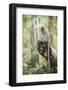 Long Tailed Macaque (Macaca Fascicularis) in the Jungle at Bukit Lawang-Matthew Williams-Ellis-Framed Photographic Print