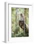 Long Tailed Macaque (Macaca Fascicularis) in the Jungle at Bukit Lawang-Matthew Williams-Ellis-Framed Photographic Print