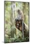 Long Tailed Macaque (Macaca Fascicularis) in the Jungle at Bukit Lawang-Matthew Williams-Ellis-Mounted Photographic Print