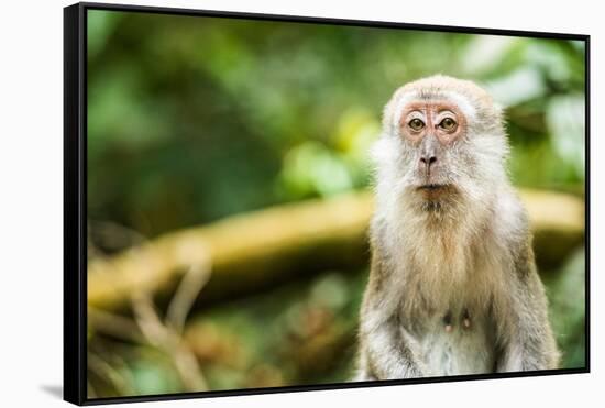 Long Tailed Macaque (Macaca Fascicularis), Indonesia, Southeast Asia-John Alexander-Framed Stretched Canvas
