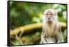 Long Tailed Macaque (Macaca Fascicularis), Indonesia, Southeast Asia-John Alexander-Framed Stretched Canvas