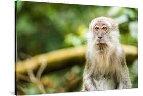 Long Tailed Macaque (Macaca Fascicularis), Indonesia, Southeast Asia-John Alexander-Stretched Canvas