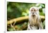 Long Tailed Macaque (Macaca Fascicularis), Indonesia, Southeast Asia-John Alexander-Framed Premium Photographic Print