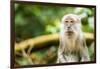 Long Tailed Macaque (Macaca Fascicularis), Indonesia, Southeast Asia-John Alexander-Framed Premium Photographic Print