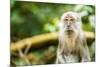 Long Tailed Macaque (Macaca Fascicularis), Indonesia, Southeast Asia-John Alexander-Mounted Premium Photographic Print