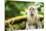 Long Tailed Macaque (Macaca Fascicularis), Indonesia, Southeast Asia-John Alexander-Mounted Premium Photographic Print