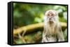 Long Tailed Macaque (Macaca Fascicularis), Indonesia, Southeast Asia-John Alexander-Framed Stretched Canvas