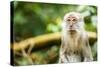 Long Tailed Macaque (Macaca Fascicularis), Indonesia, Southeast Asia-John Alexander-Stretched Canvas